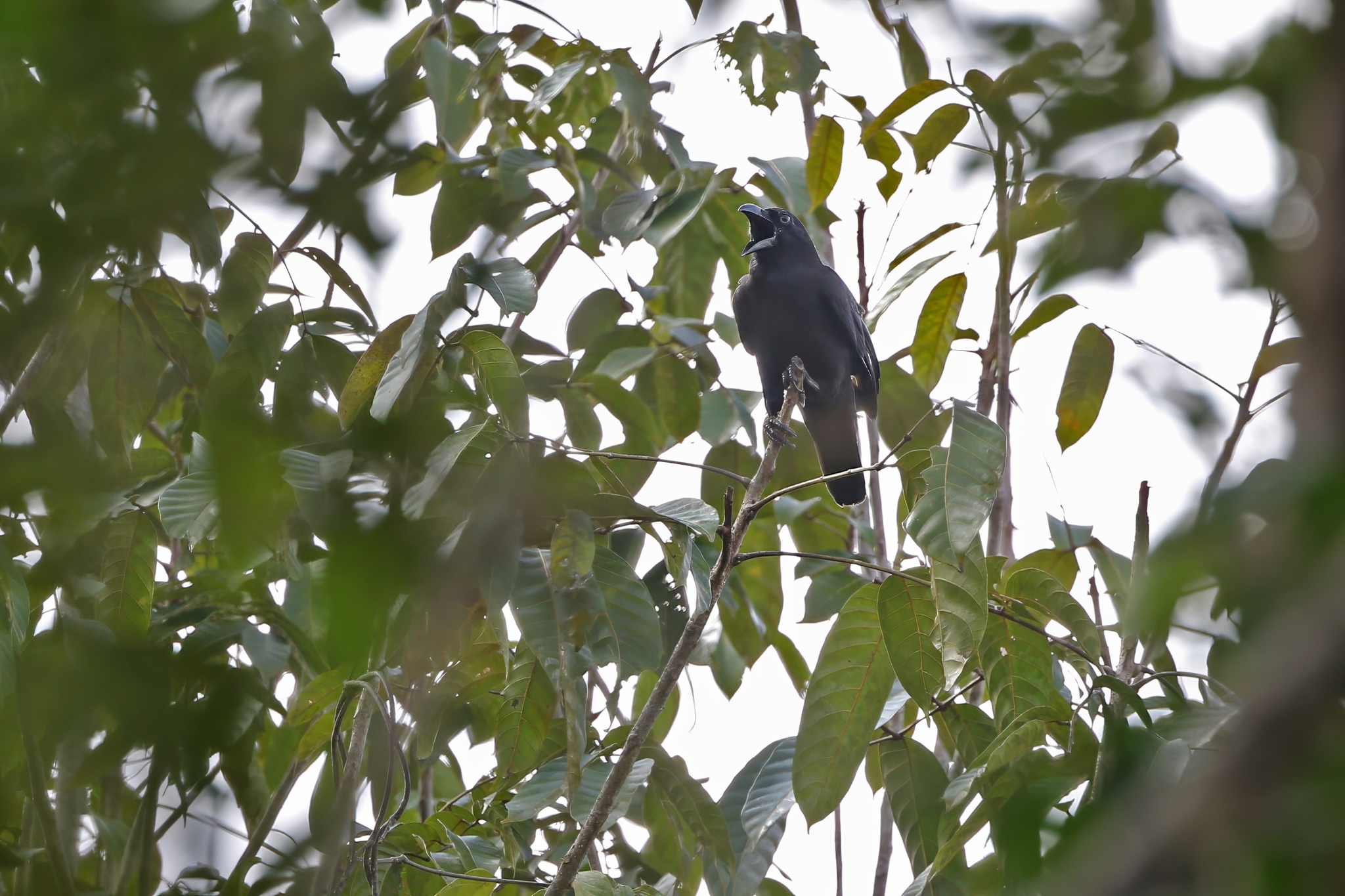 Banggai Crow (Corvus unicolor), photo 7