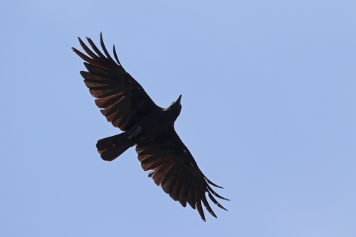 Sulawesi Crow (Corvus celebensis), photo 9