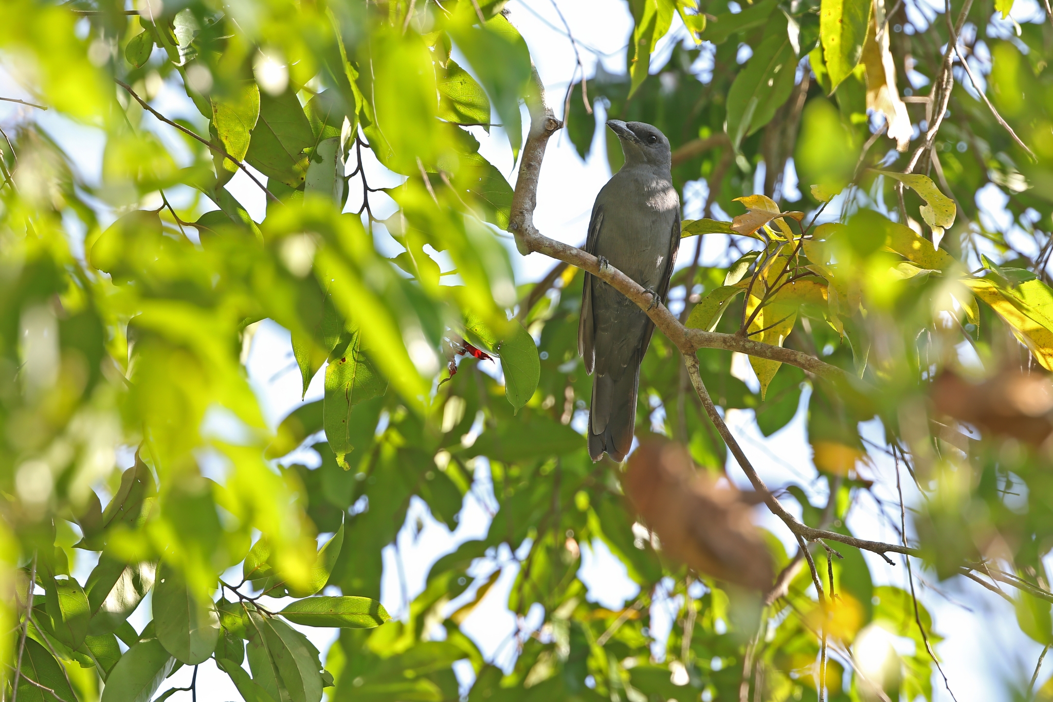 Slaty Cuckooshrike (Coracina schistacea), photo 3