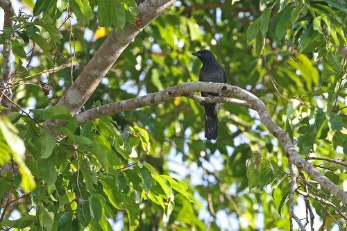 Slaty Cuckooshrike (Coracina schistacea), photo 9