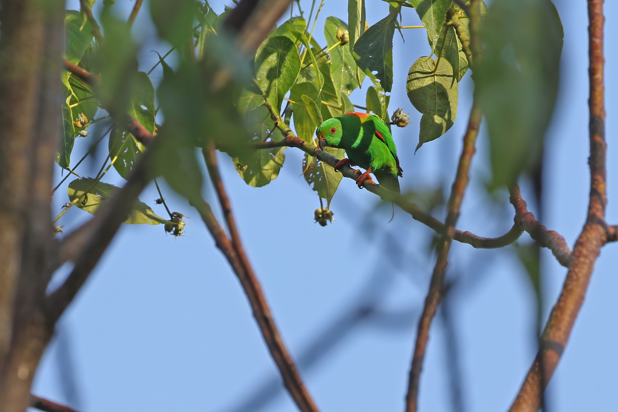 Sula Hanging Parrot (Loriculus sclateri), photo 3