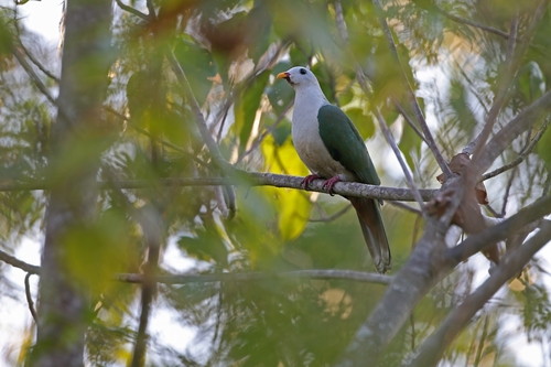 Banggai Fruit Dove (Ramphiculus subgularis), photo 2