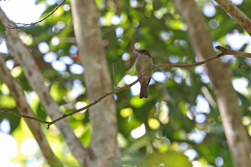Banggai Jungle Flycatcher (Cyornis pelingensis), photo 3