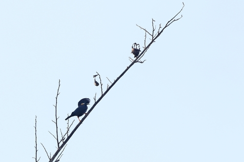 Helmeted Myna (Basilornis galeatus), photo 2