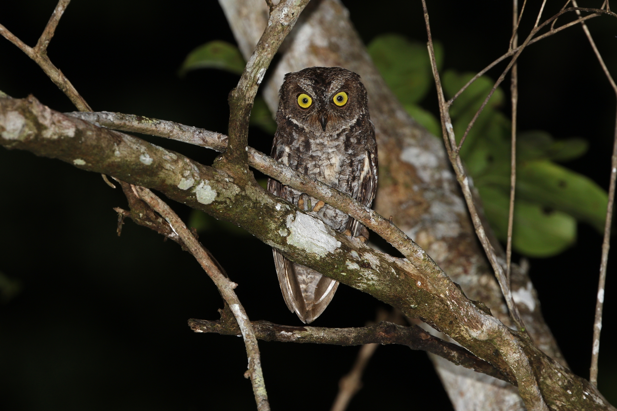Banggai Scops Owl (Otus mendeni), photo 4