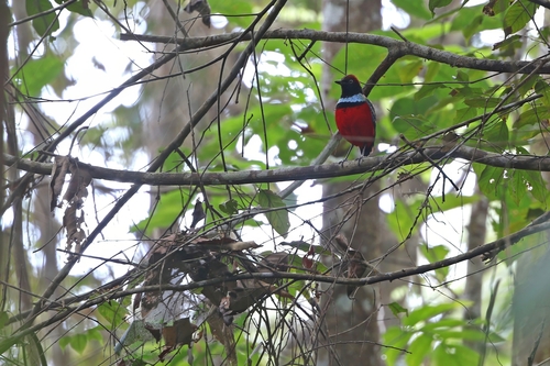 Sula Pitta (Erythropitta dohertyi), photo 4