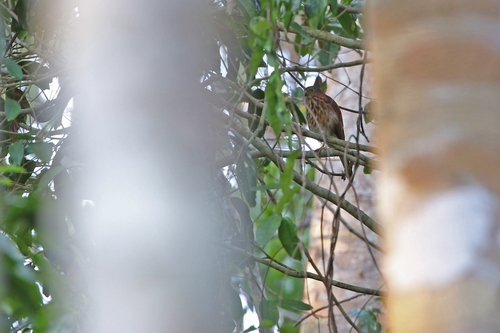 Vinous-breasted Sparrowhawk (Tachyspiza rhodogaster), photo 10