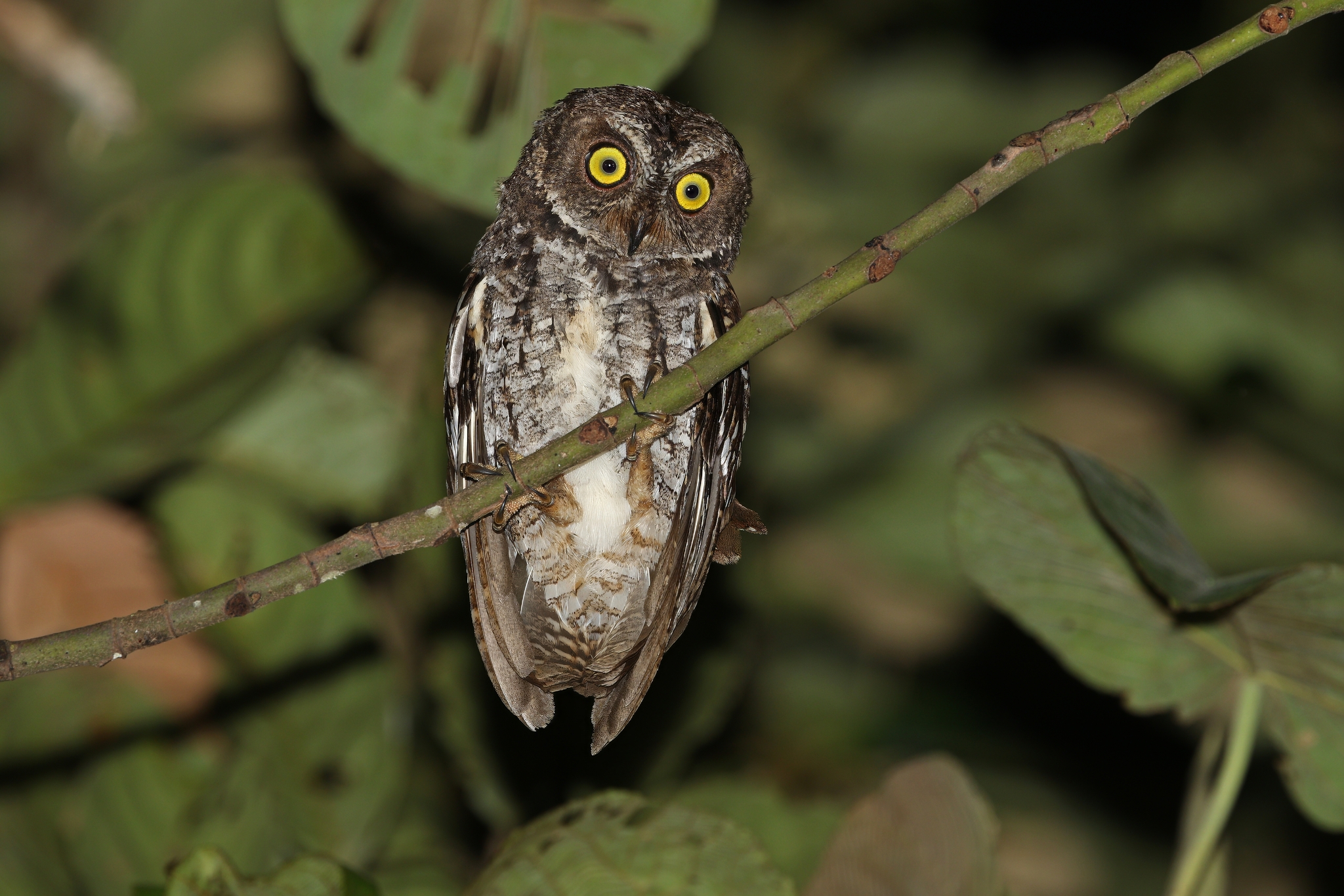 Banggai Scops Owl (Otus mendeni), photo 3