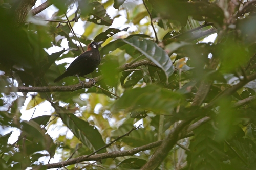 Red-and-black Thrush (Geokichla mendeni), photo 3
