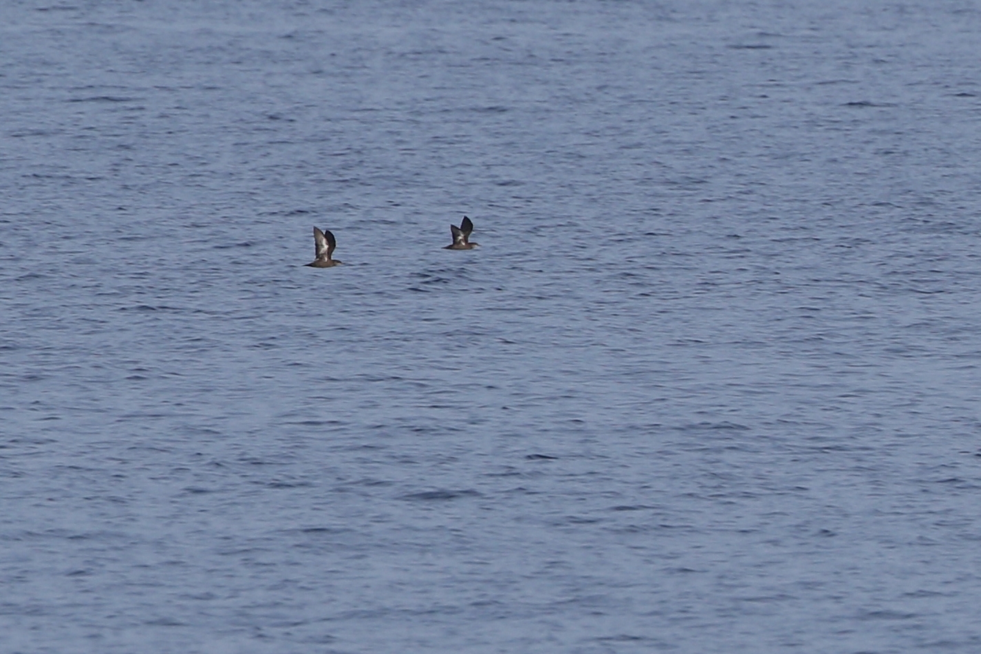 Heinroth's Shearwater (Puffinus heinrothi), photo 3