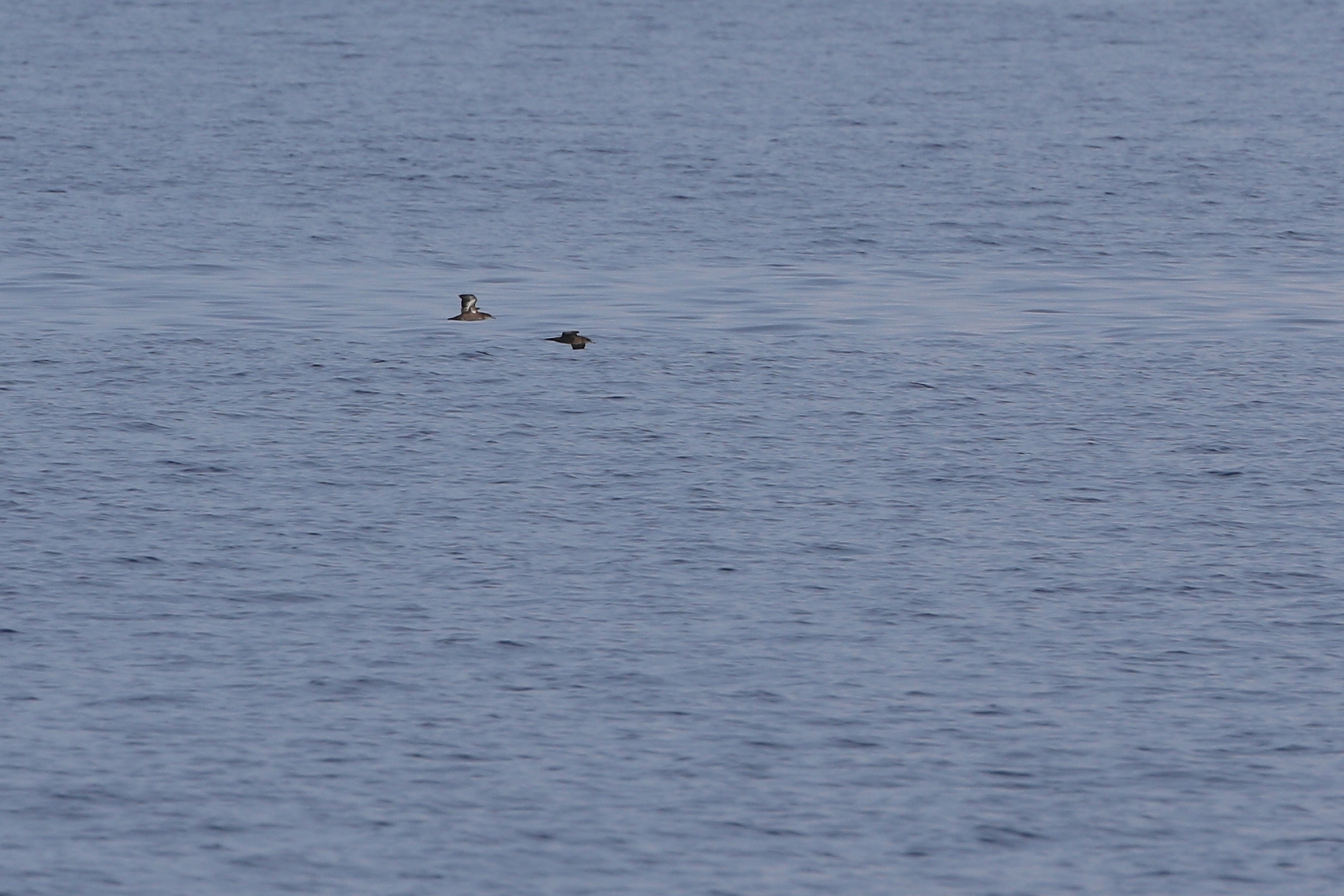 Heinroth's Shearwater (Puffinus heinrothi), photo 2