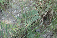 Tephrosia onobrychoides