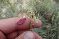 Tephrosia onobrychoides
