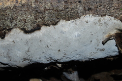 Perenniporia