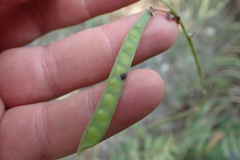 Tephrosia onobrychoides