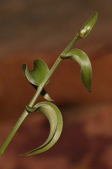 Asparagus multituberosus