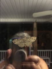 Trigrammia quadrinotaria