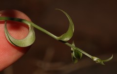 Asparagus multituberosus