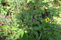 Vernonia texana