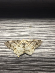 Trigrammia quadrinotaria