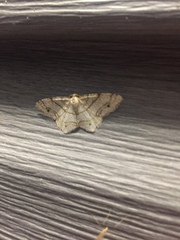 Trigrammia quadrinotaria