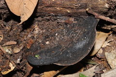 Nigrofomes melanoporus