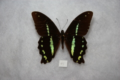 Papilio nireus pseudonireus