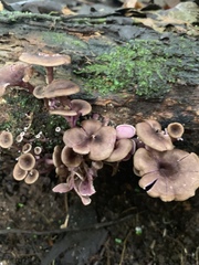 Trogia cantharelloides