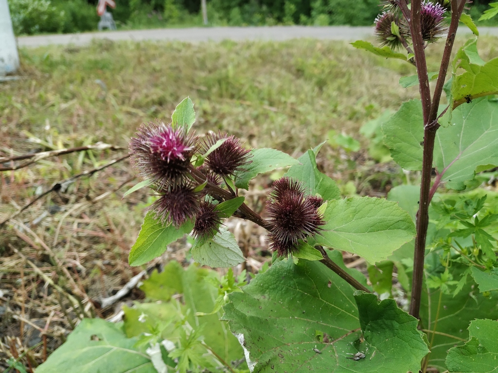 Greater × Woolly Burdock