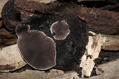 Nigrofomes melanoporus