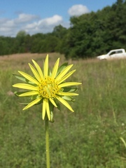 Silphium laciniatum