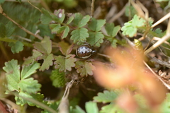 Hypsosinga albovittata