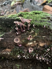 Trogia cantharelloides