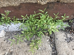 Mollugo verticillata