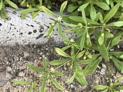 Mollugo verticillata