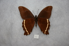 Papilio nireus pseudonireus
