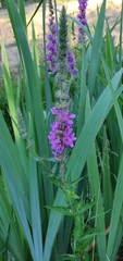 Lythrum salicaria