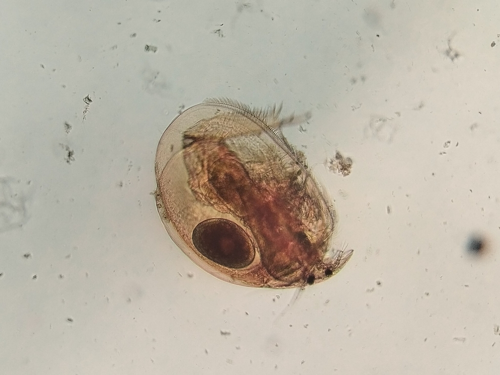 water flea