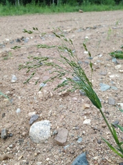 Panicum miliaceum ruderale