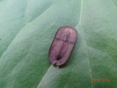 Endustomus senegalensis