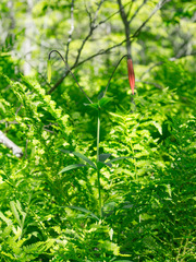 Lilium canadense