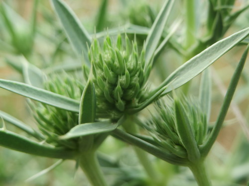 Field Eryngo