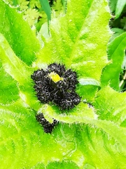Picris japonica kamtschatica