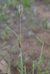 Phleum alpinum