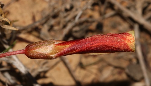 Image of Oxalis massoniana by (c) Brian du Preez, some rights reserved (CC BY-SA)