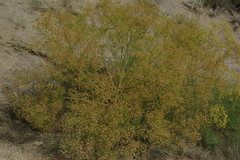 Bilacunaria microcarpos