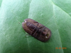 Endustomus senegalensis