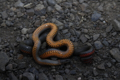 Diadophis punctatus modestus