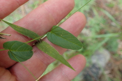 Stylisma humistrata