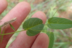 Stylisma humistrata